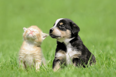 Pet Adoption 101 - Vetsource