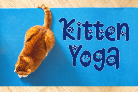 Kitten Yoga!