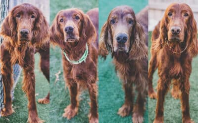 Irish Setters