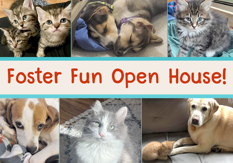 Foster Fun Open House!