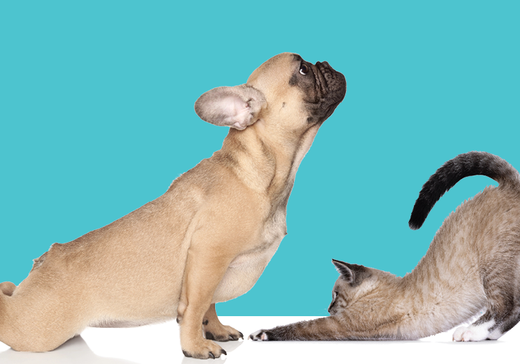 Puppy and Kitten Yoga