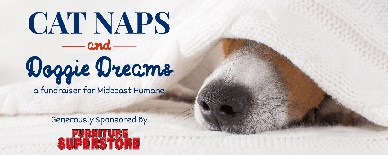 CAT NAPS Webpage Banner (2)