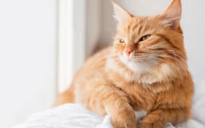 Paw It Forward