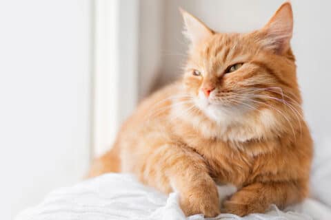 Paw It Forward